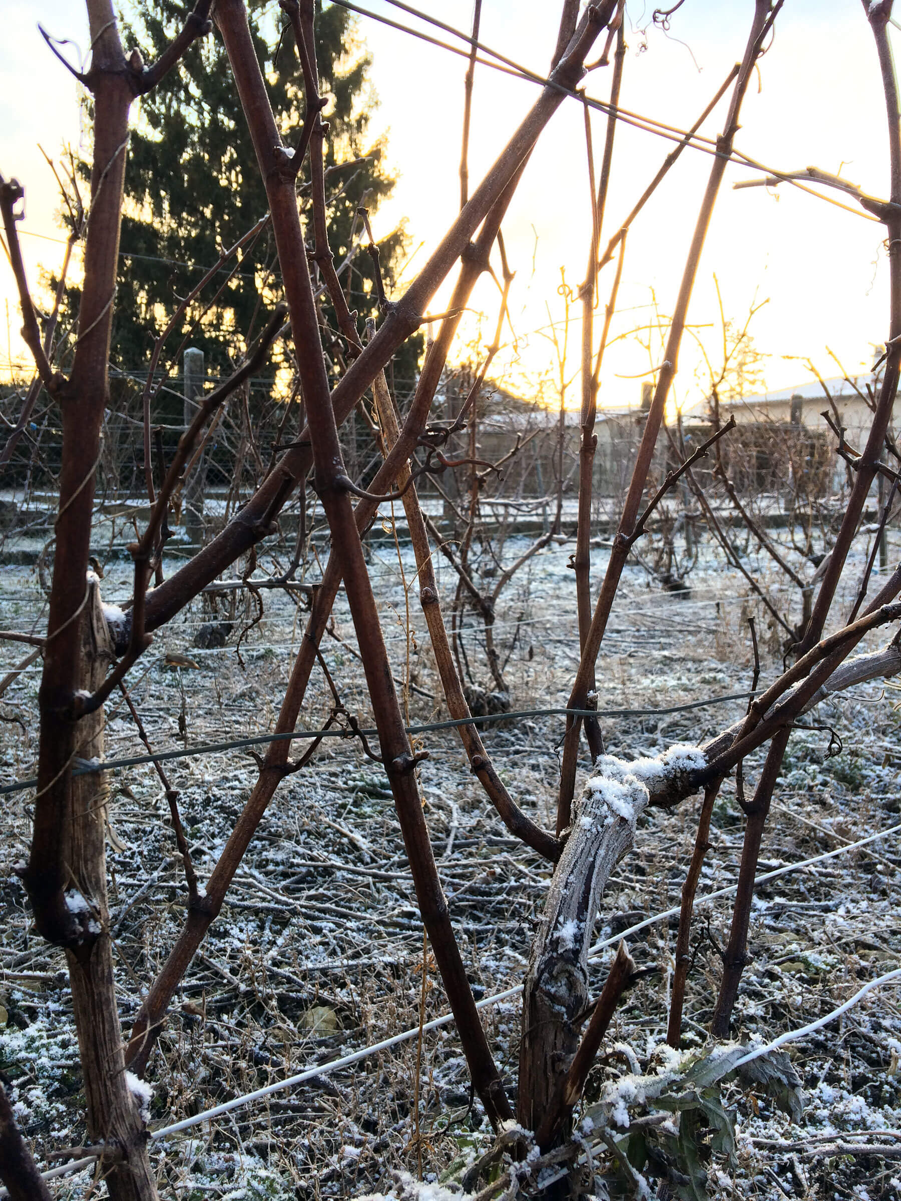 Neige dans la vigne