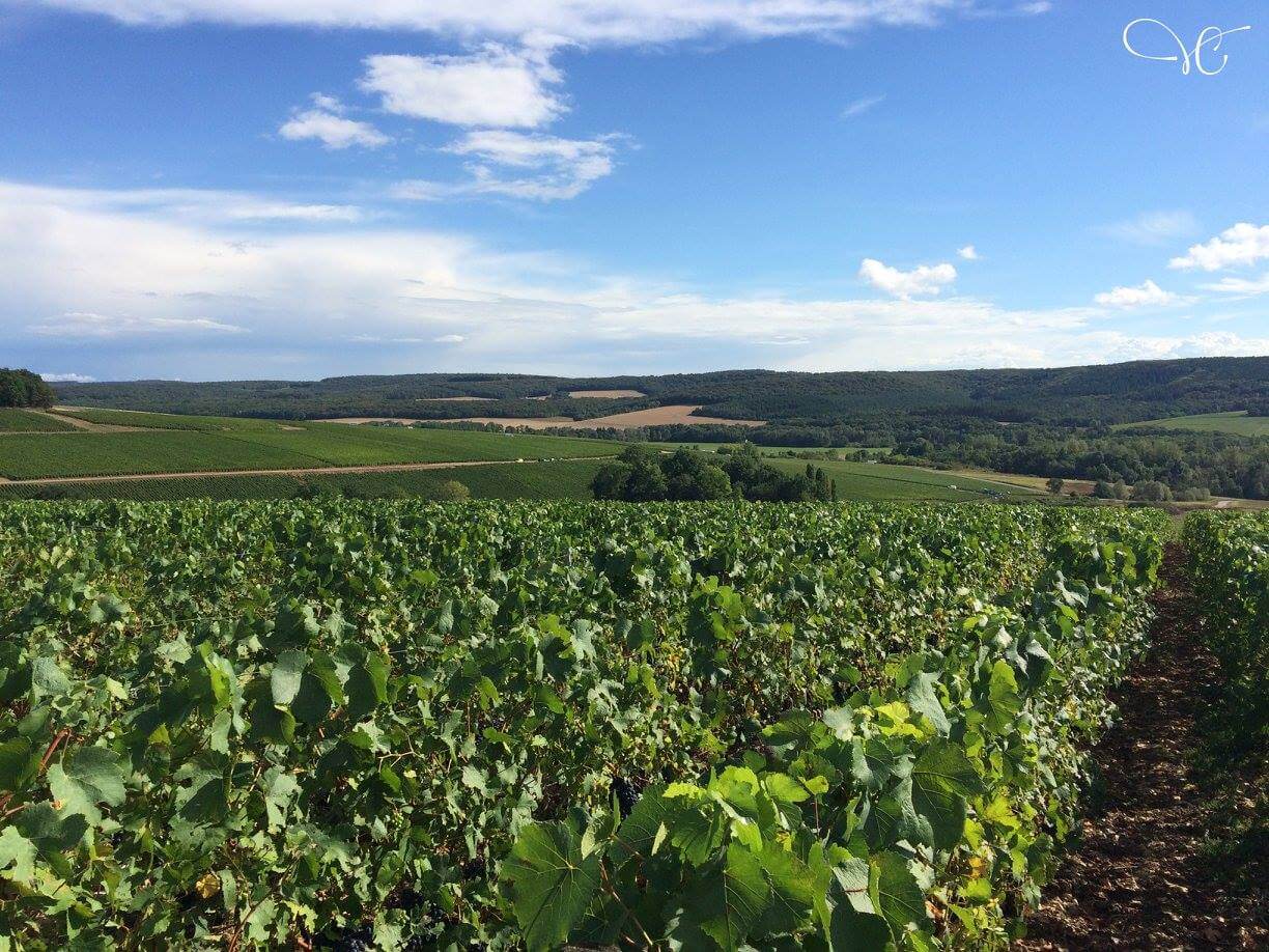 Vignes en été