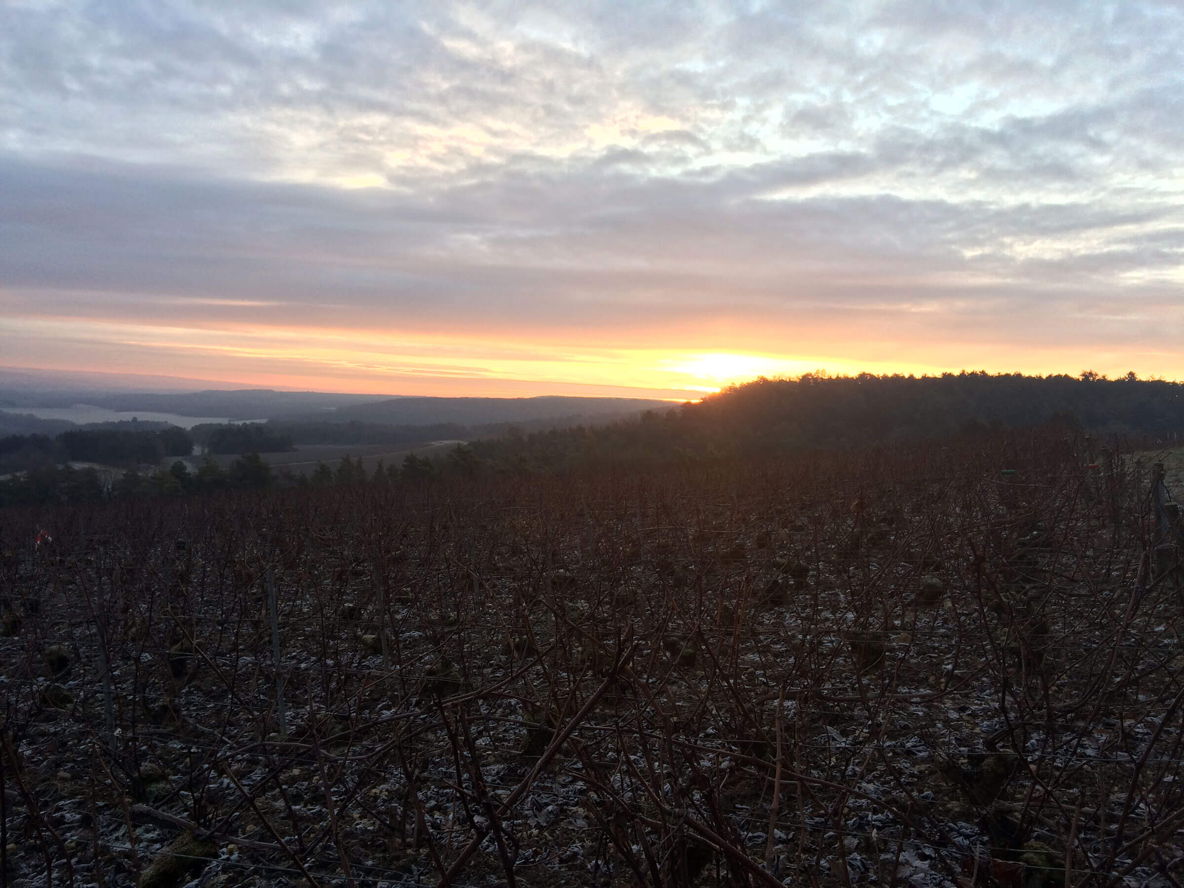 Paysage de vignobles en hiver au coucher du soleil