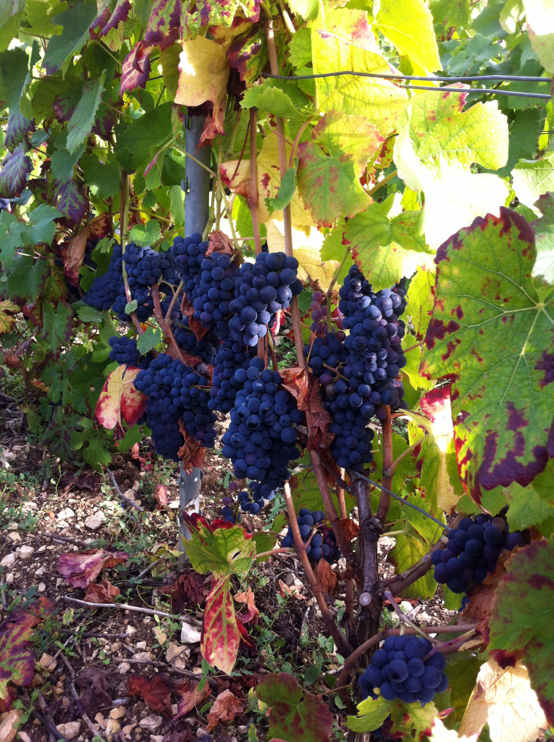 Grappes de raisin et feuilles de vignes