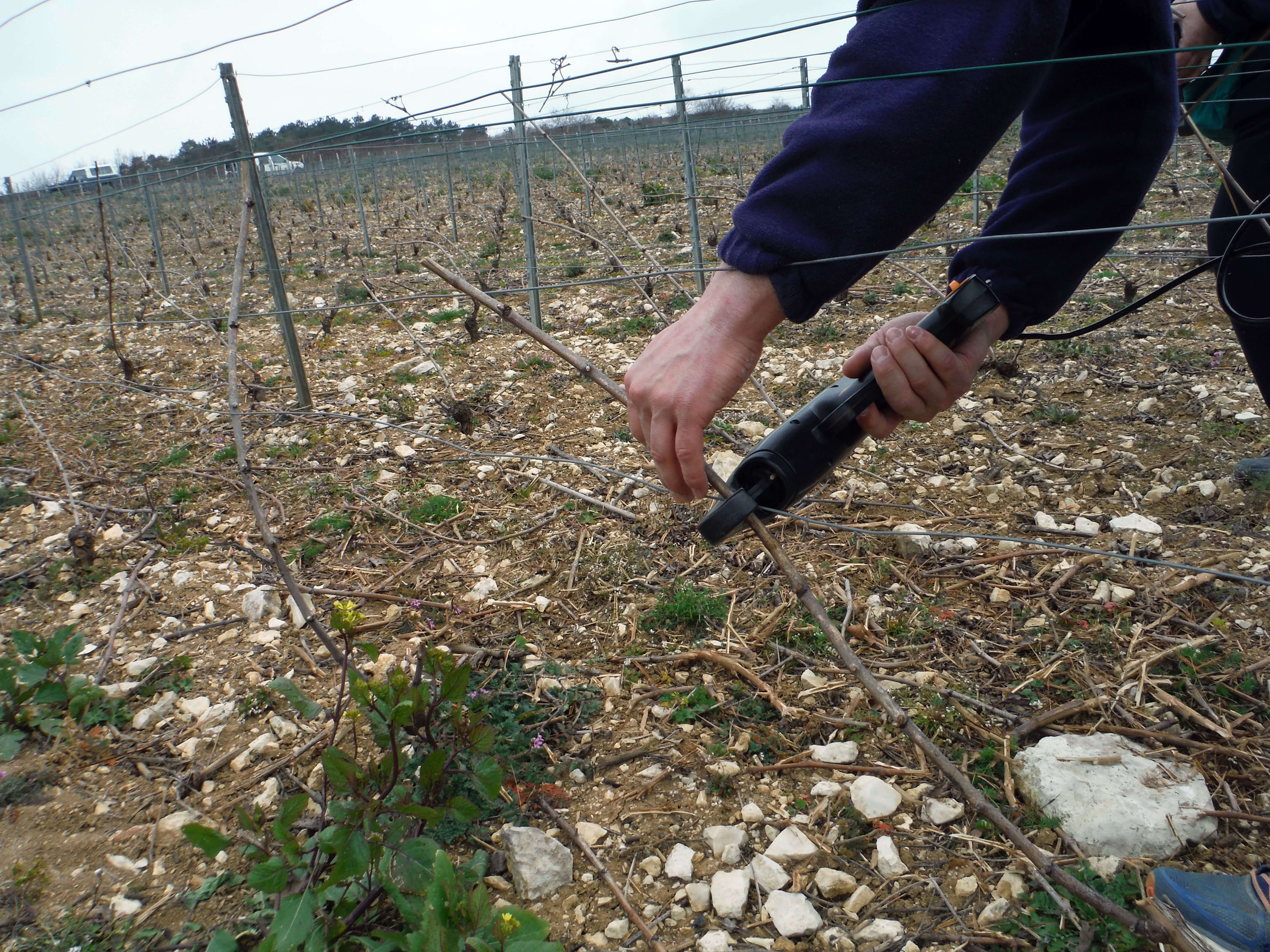 Taille de la vigne en hiver