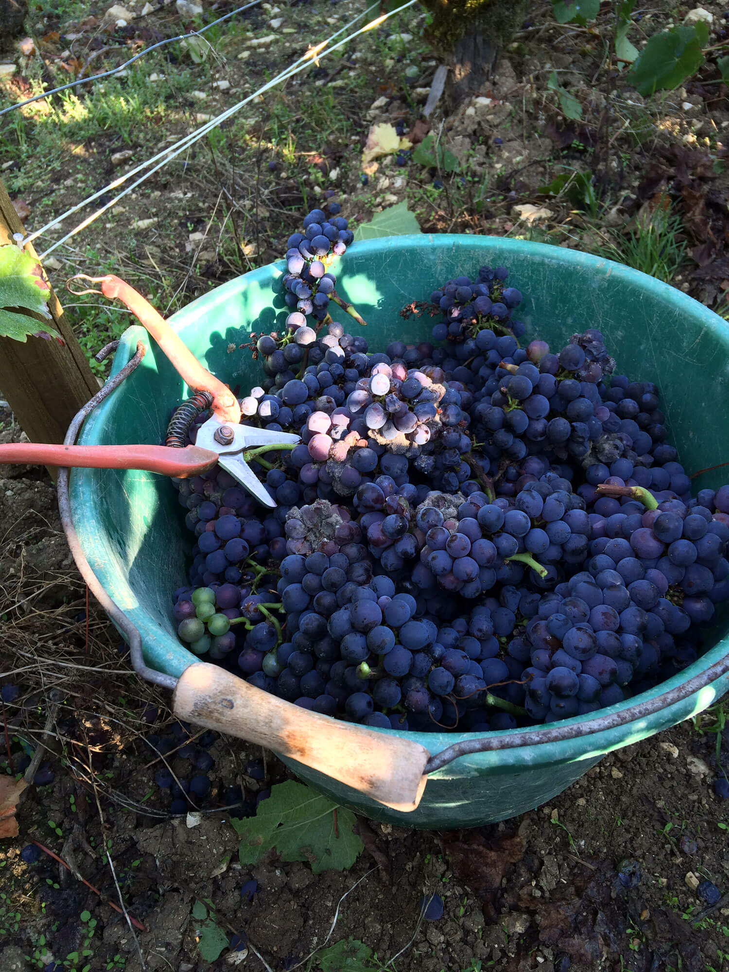 Vendanges - sécateur avec grappes de raisin