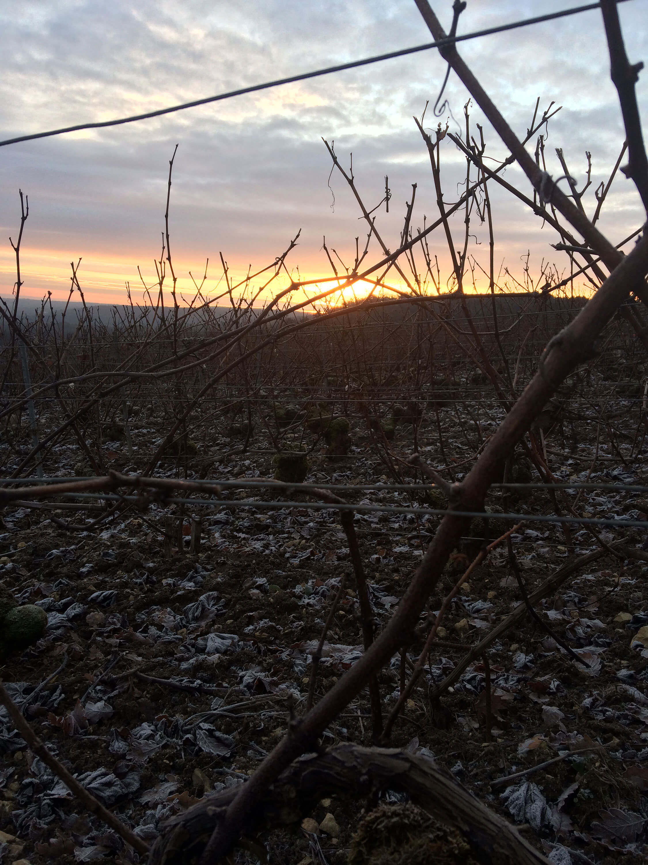 Vignoble d'hiver au coucher du soleil