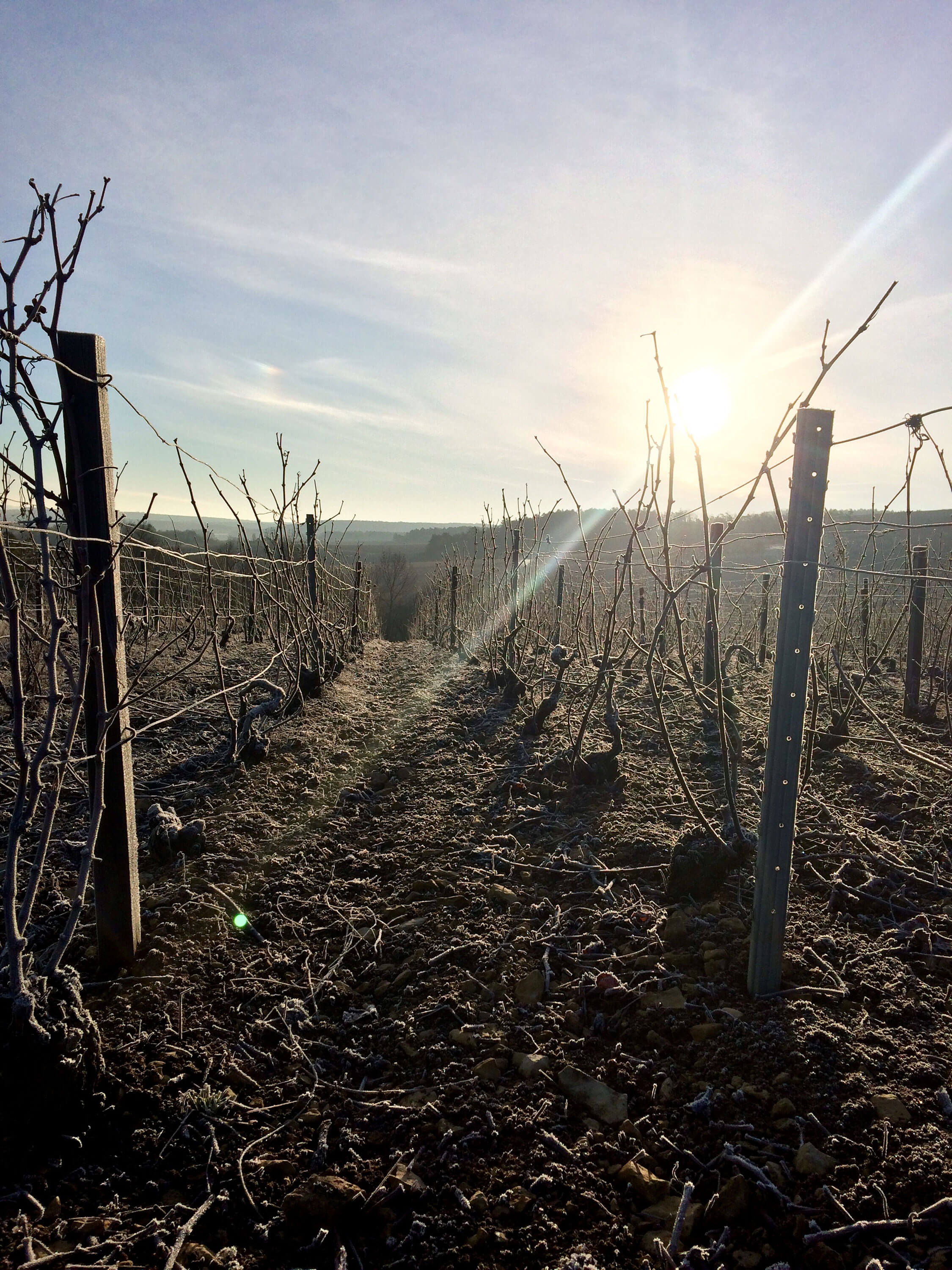 Vignoble au cours d'une journée d'hiver ensoleillée