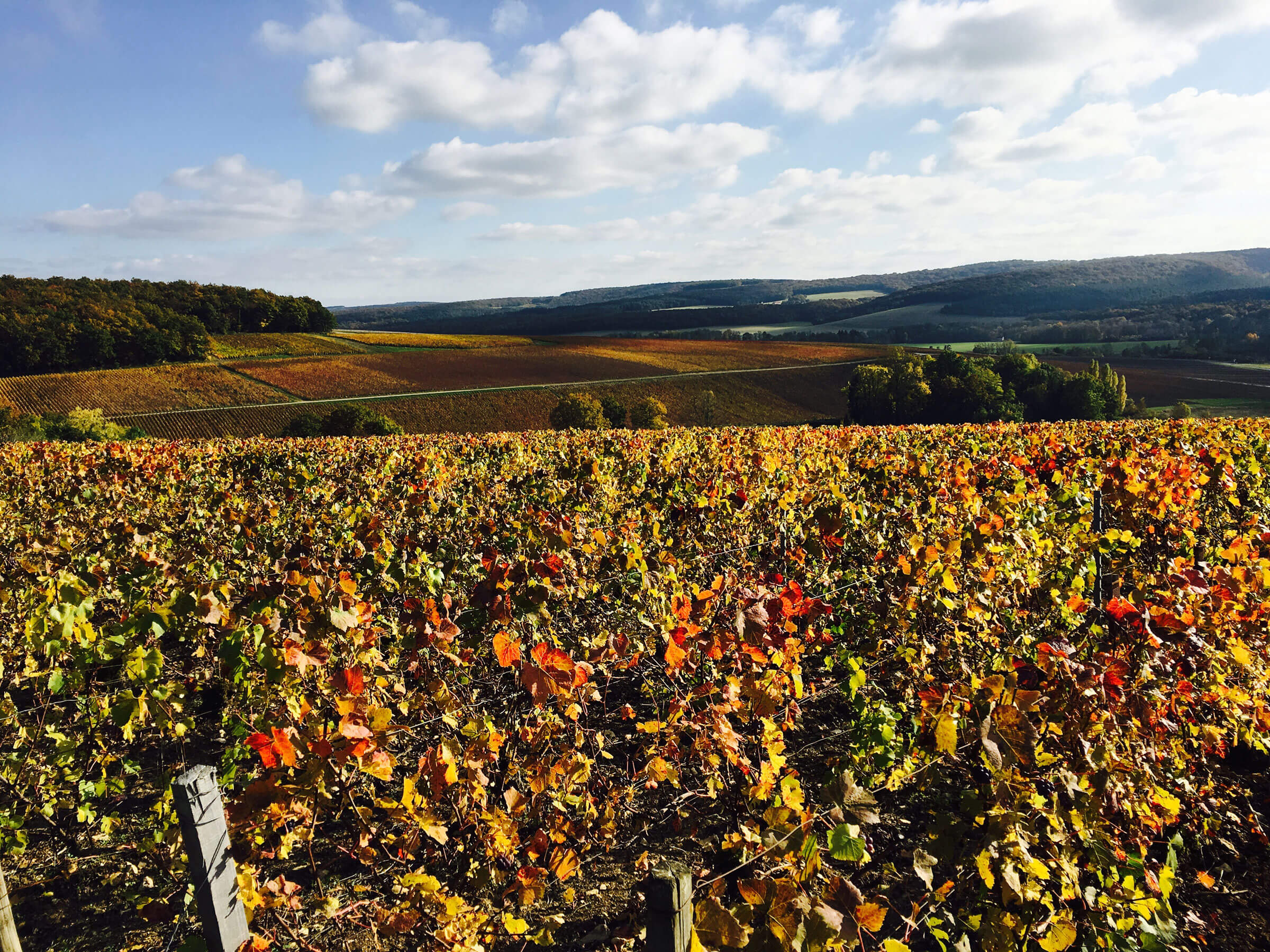 Vignoble de la Côte-des-Bar à l'automne