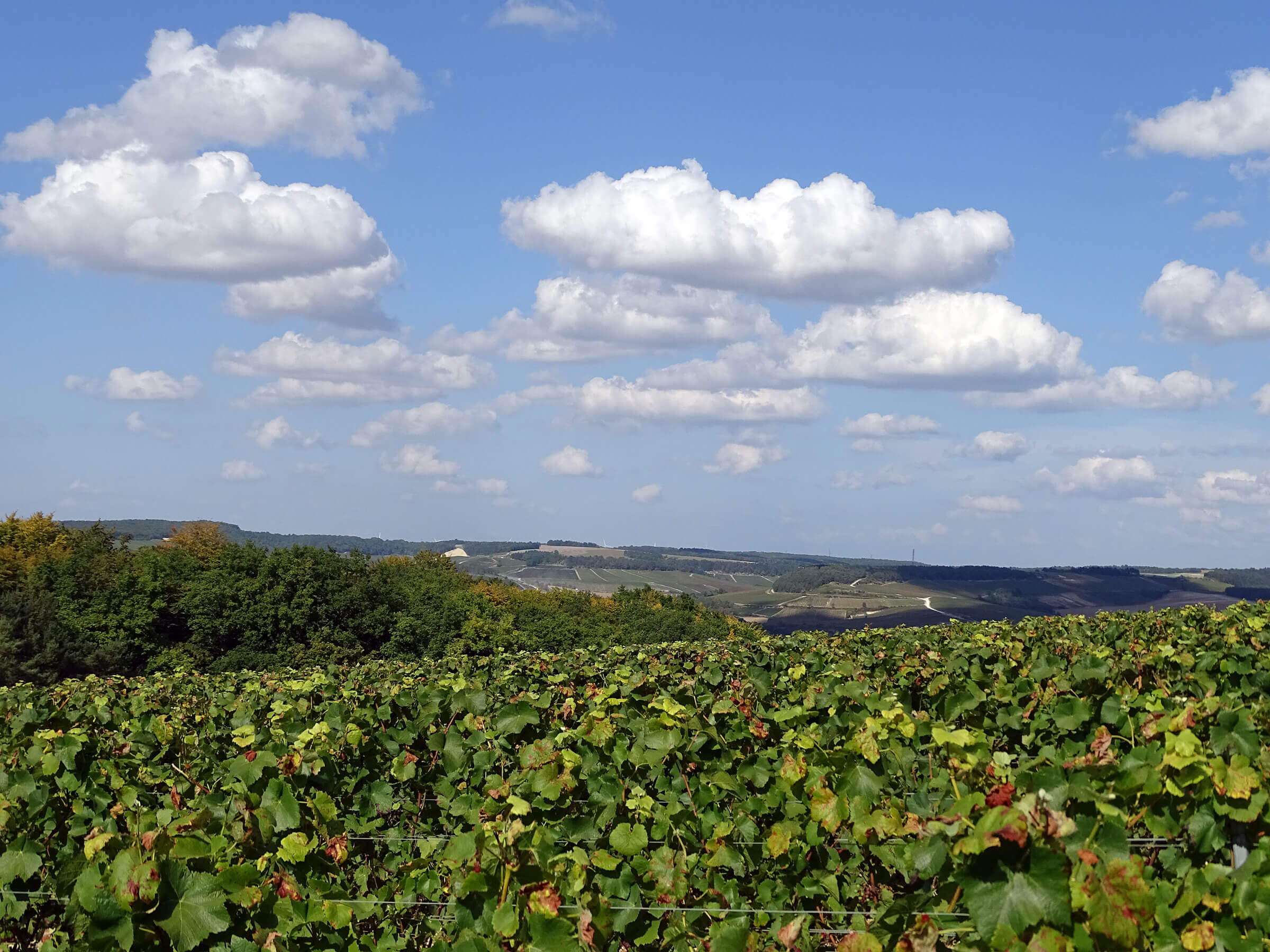 Vignoble de la Côte-des-Bar en été