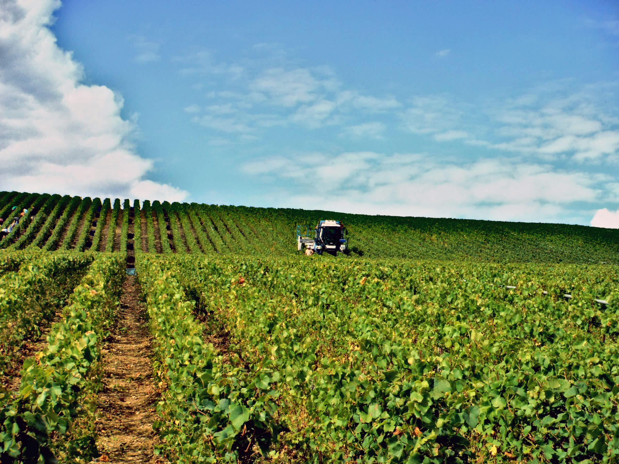 Paysage de vendanges au lointain